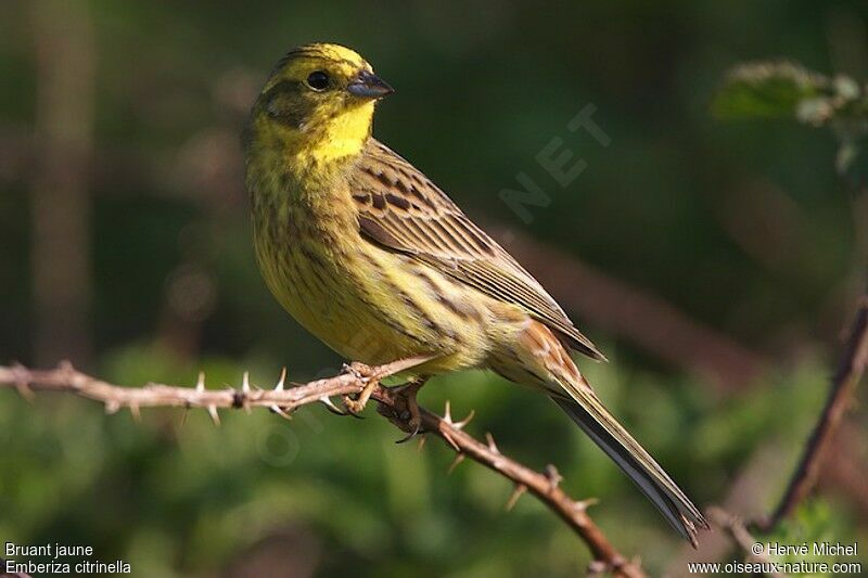 Bruant jaune mâle adulte nuptial