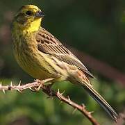 Yellowhammer