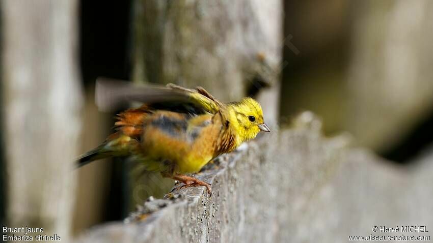 Bruant jaune mâle adulte nuptial