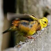 Yellowhammer