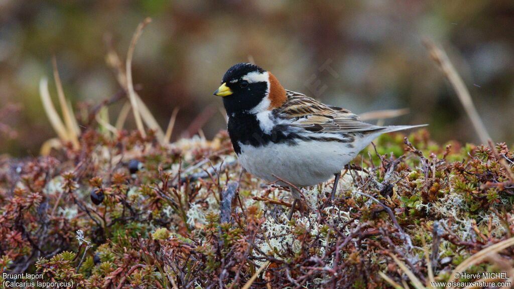 Lapland Longspur male adult breeding