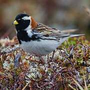 Lapland Longspur