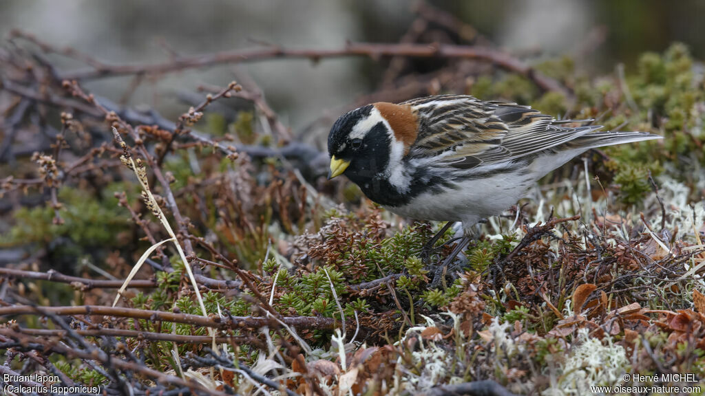 Lapland Longspur male adult breeding