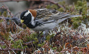 Lapland Longspur
