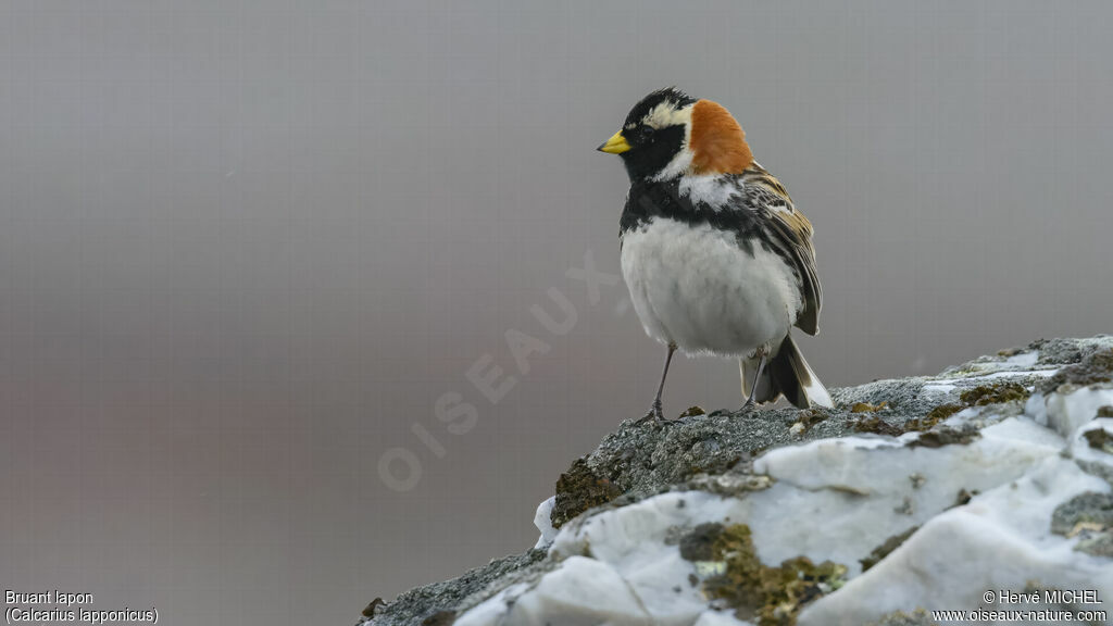 Lapland Longspur