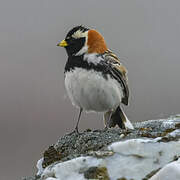 Lapland Longspur