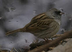 Black-faced Bunting