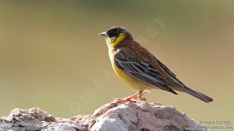 Black-headed Bunting male adult breeding