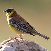 Black-headed Bunting