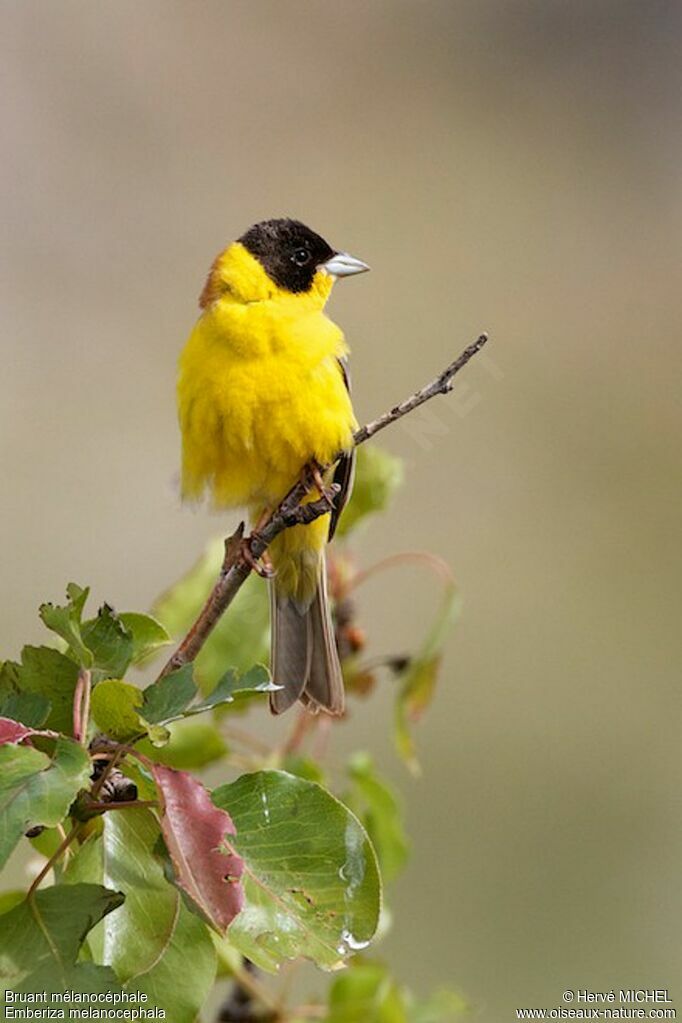 Black-headed Bunting male adult breeding