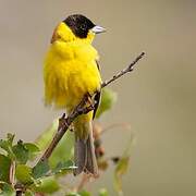 Black-headed Bunting