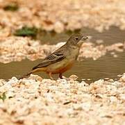 Black-headed Bunting