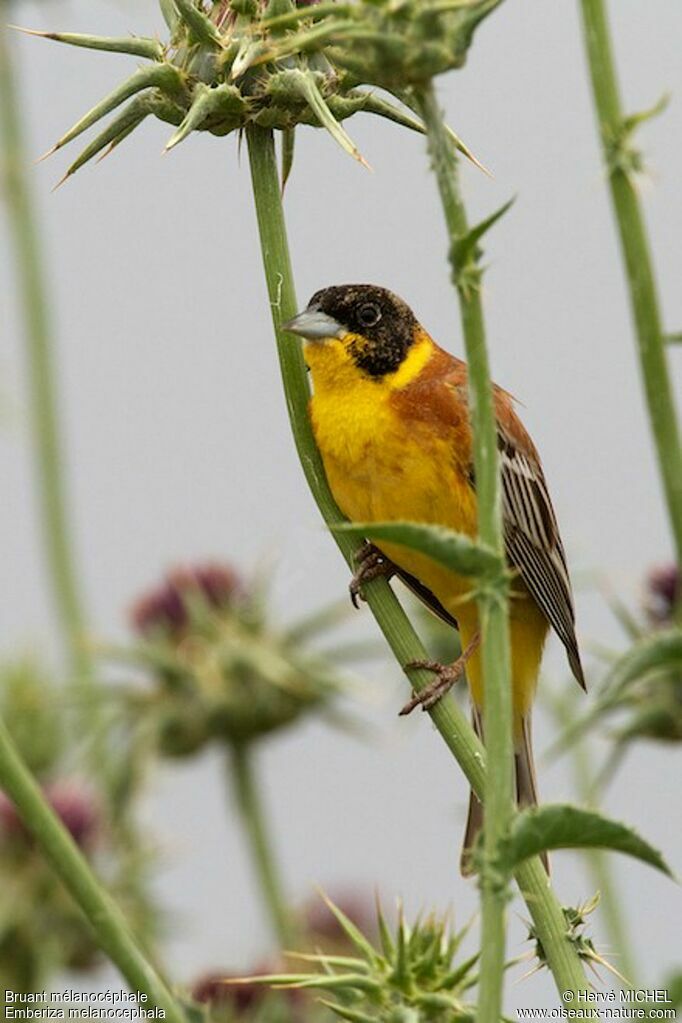 Black-headed Bunting male adult breeding