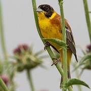 Black-headed Bunting