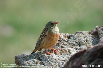 Ortolan Bunting