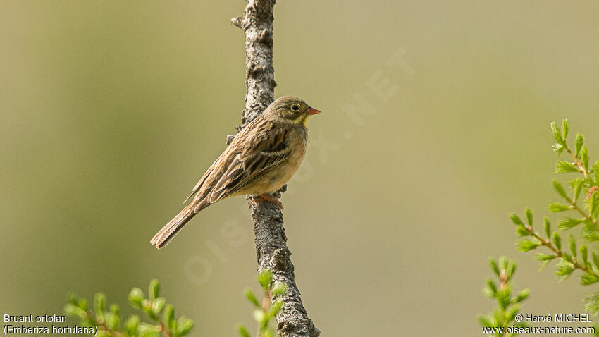 Ortolan Bunting female adult