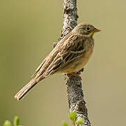 Ortolan Bunting