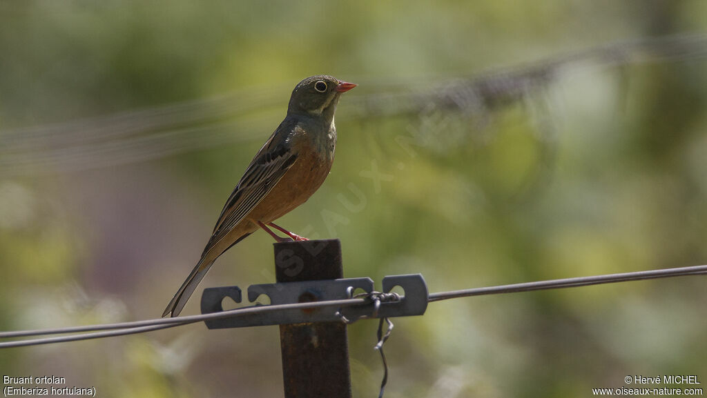 Ortolan Bunting male adult breeding, identification