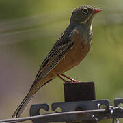 Ortolan Bunting