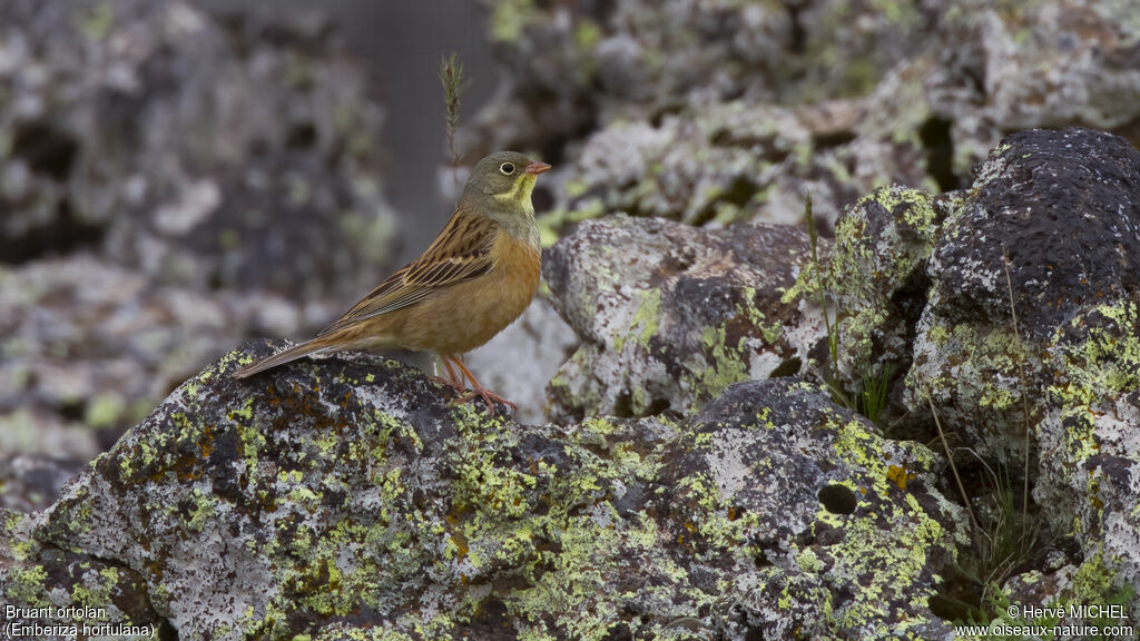 Ortolan Bunting male adult breeding