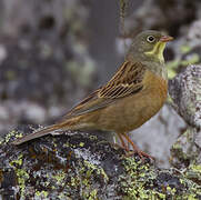 Ortolan Bunting