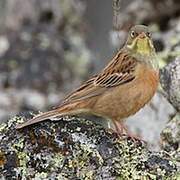 Ortolan Bunting