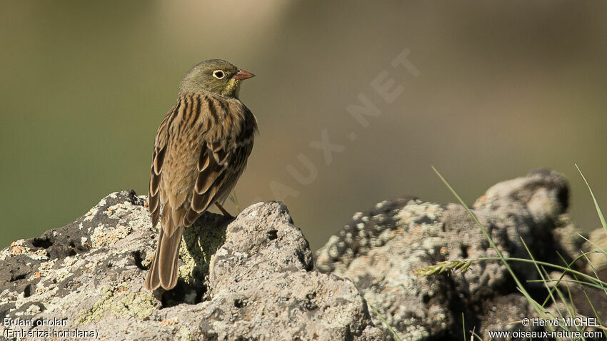 Ortolan Bunting male adult breeding