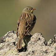 Ortolan Bunting