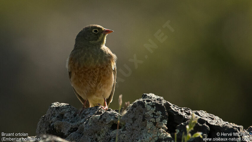 Ortolan Bunting male adult breeding