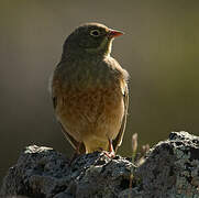 Ortolan Bunting