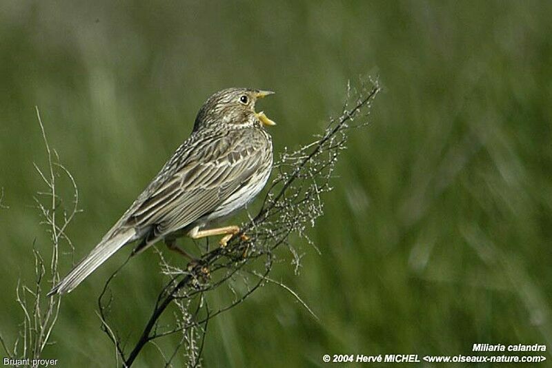 Corn Bunting