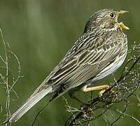 Corn Bunting