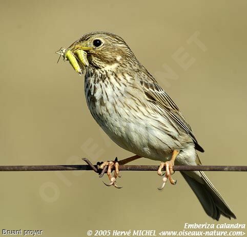 Corn Bunting