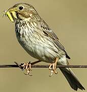 Corn Bunting