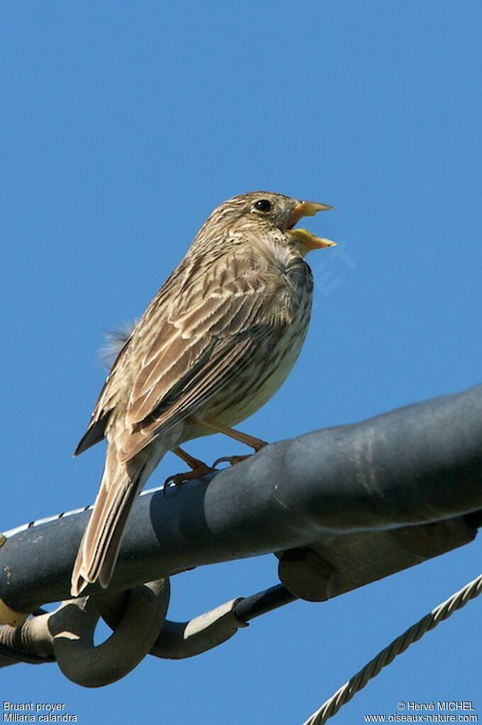 Corn Bunting male adult breeding, identification