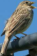 Corn Bunting