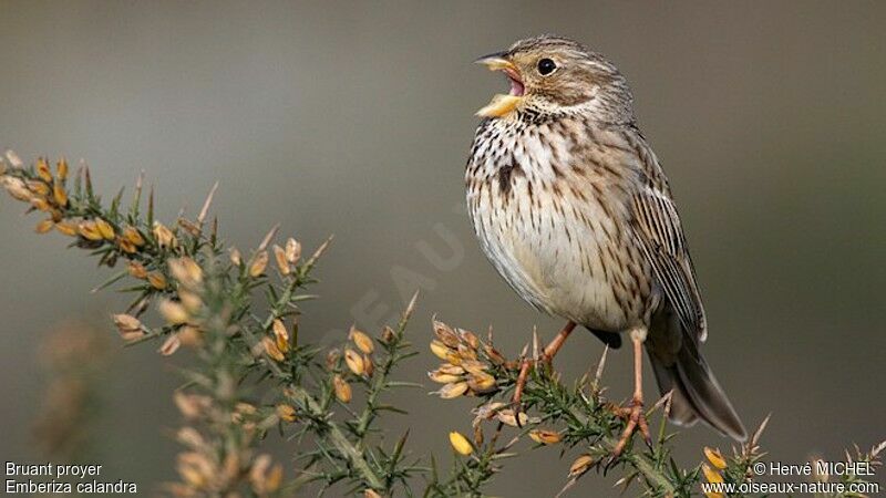 Corn Bunting male adult breeding, identification