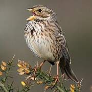 Corn Bunting