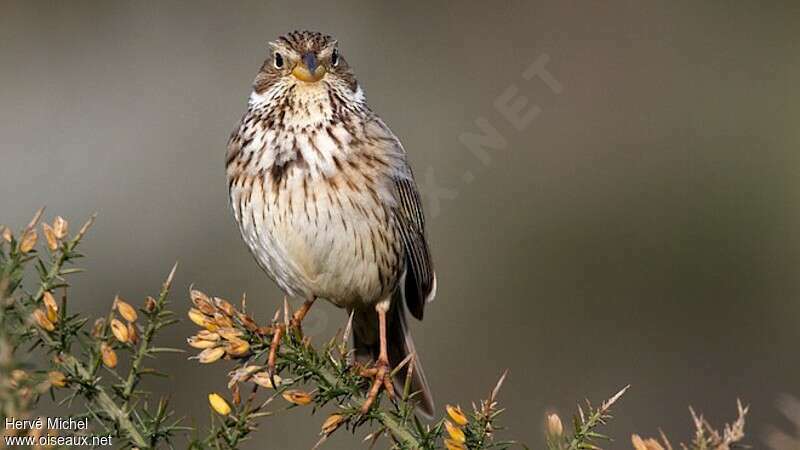 Corn Bunting male adult breeding, close-up portrait