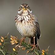 Corn Bunting