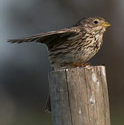 Corn Bunting