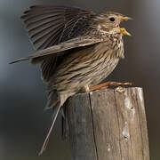 Corn Bunting