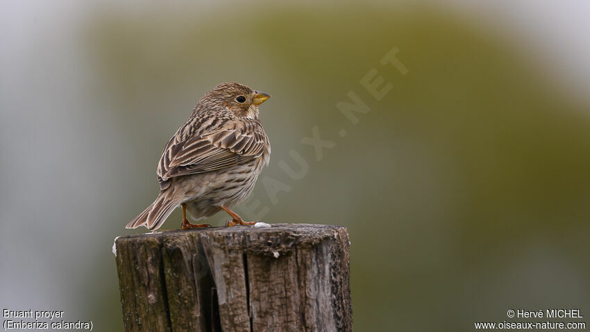 Corn Bunting male adult