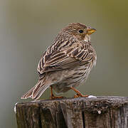 Corn Bunting