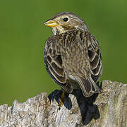 Corn Bunting