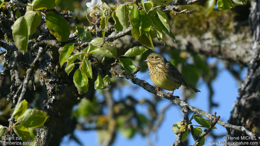 Cirl Bunting female adult