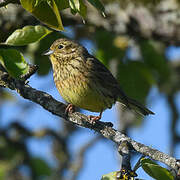 Cirl Bunting