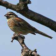 Cirl Bunting