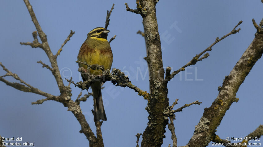 Cirl Bunting male adult breeding