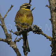 Cirl Bunting